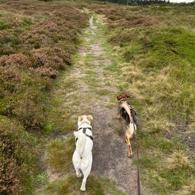 Hundetreffen-Social Walk-Bild