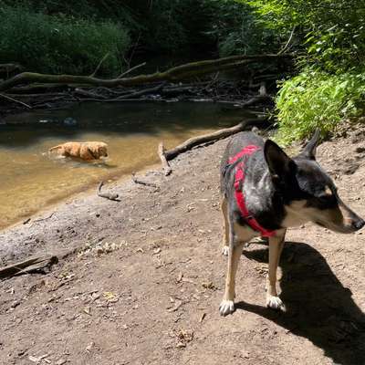 Hundeauslaufgebiet-Sachsenwald - Schranke-Bild