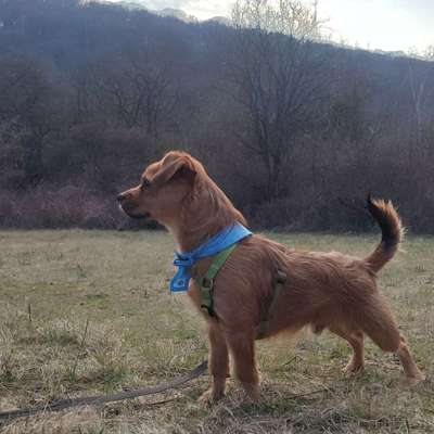 Hundetreffen-Wir würden uns gern für Spielrunden treffen Rocky spielt so gern ❤️-Profilbild