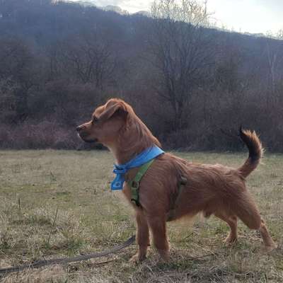 Hundetreffen-Wir würden uns gern für Spielrunden treffen Rocky spielt so gern ❤️