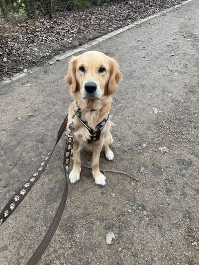 Wo sind die Golden Retriever Liebhaber?-Beitrag-Bild