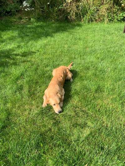 Wo sind die Golden Retriever Liebhaber?-Beitrag-Bild