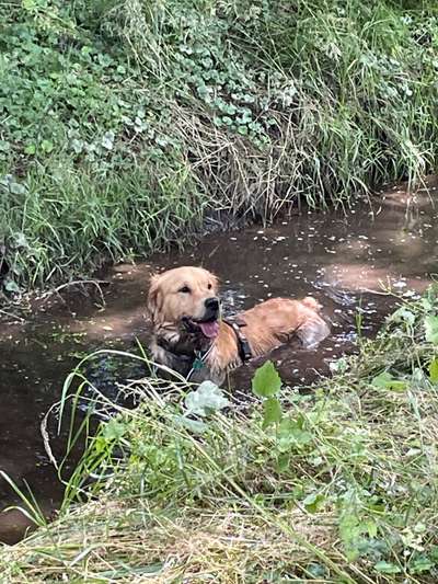 Wo sind die Golden Retriever Liebhaber?-Beitrag-Bild