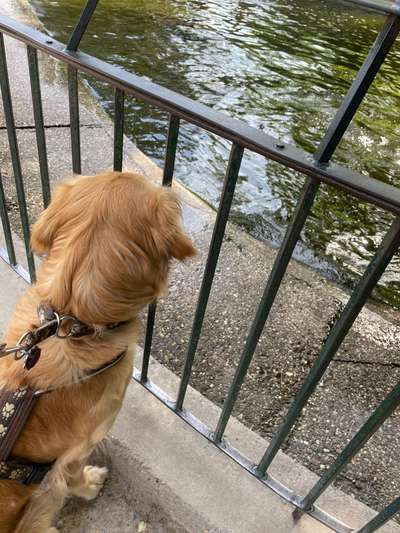 Wo sind die Golden Retriever Liebhaber?-Beitrag-Bild