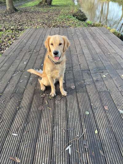 Wo sind die Golden Retriever Liebhaber?-Beitrag-Bild