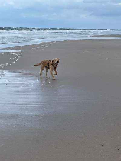 Wo sind die Golden Retriever Liebhaber?-Beitrag-Bild