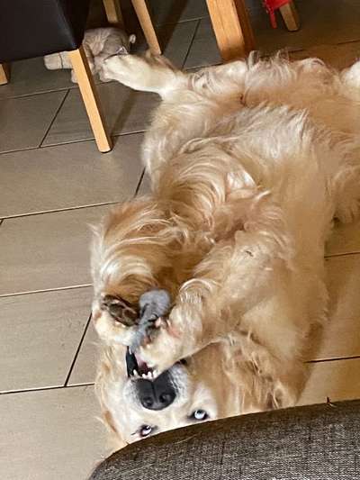 Wo sind die Golden Retriever Liebhaber?-Beitrag-Bild