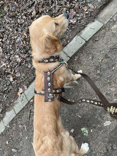 Wo sind die Golden Retriever Liebhaber?-Beitrag-Bild