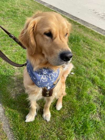 Wo sind die Golden Retriever Liebhaber?-Beitrag-Bild