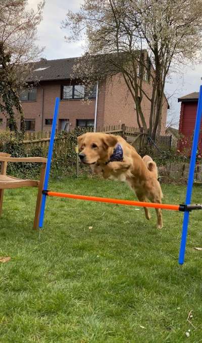 Wo sind die Golden Retriever Liebhaber?-Beitrag-Bild