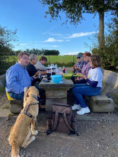 Wo sind die Golden Retriever Liebhaber?-Beitrag-Bild