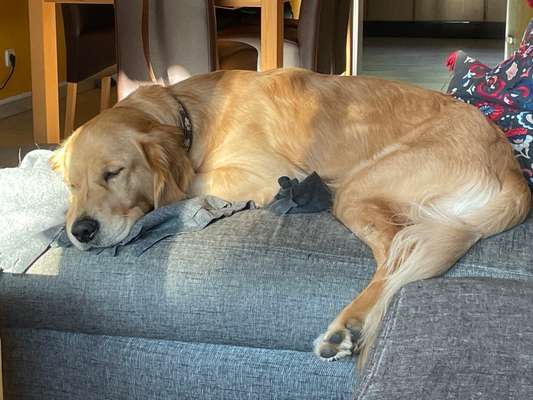 Wo sind die Golden Retriever Liebhaber?-Beitrag-Bild
