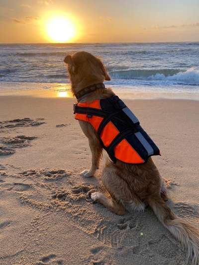 Wo sind die Golden Retriever Liebhaber?-Beitrag-Bild