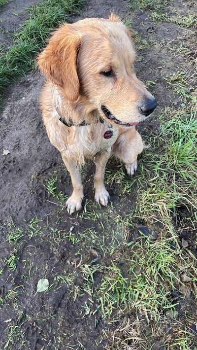 Wo sind die Golden Retriever Liebhaber?-Beitrag-Bild