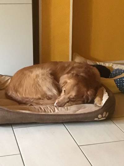 Wo sind die Golden Retriever Liebhaber?-Beitrag-Bild