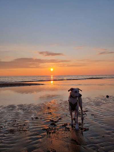 Die Dogorama Wochen Challenge-Beitrag-Bild