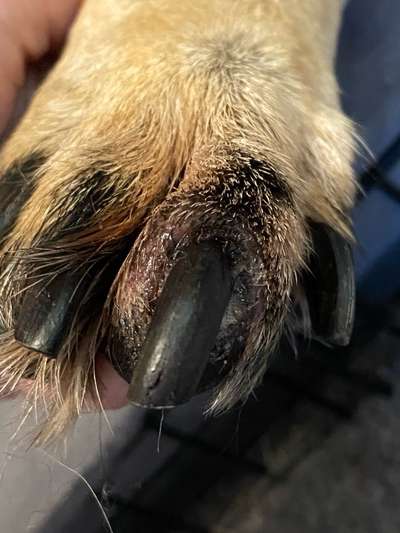 Krallenbett-Entzündung Schäferhund-Beitrag-Bild