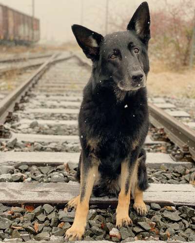 Die Dogorama Kalender Challenge 4/4-Beitrag-Bild