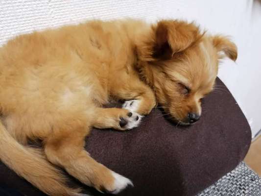 Welpen Bilder !-Beitrag-Bild