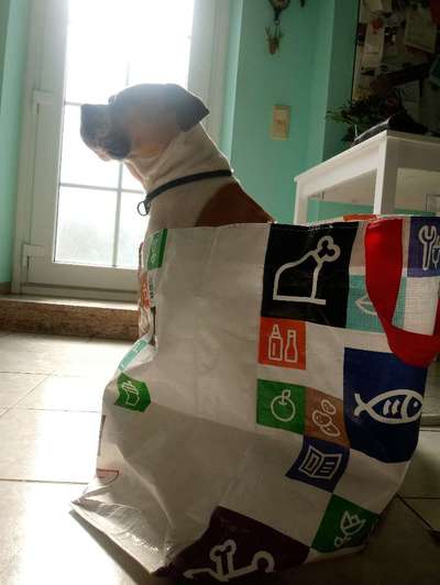Hund"kreativ" in Szene gesetzt, Fotobomb u.a.-Beitrag-Bild