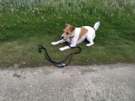 Jack Russel-Beitrag-Bild