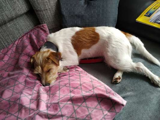 Welche Hunderasse-Beitrag-Bild