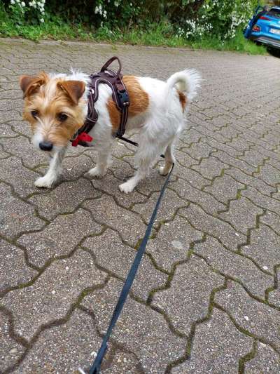 Jack Russel-Beitrag-Bild