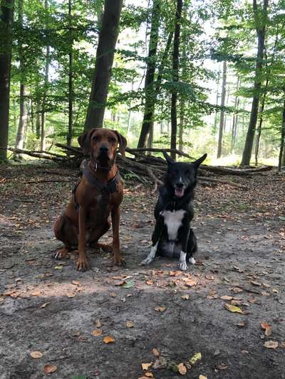 Rhodesian Ridgeback-Beitrag-Bild