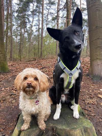 Die Dogorama Wochen Challenge "Friends will be Friends"-Beitrag-Bild