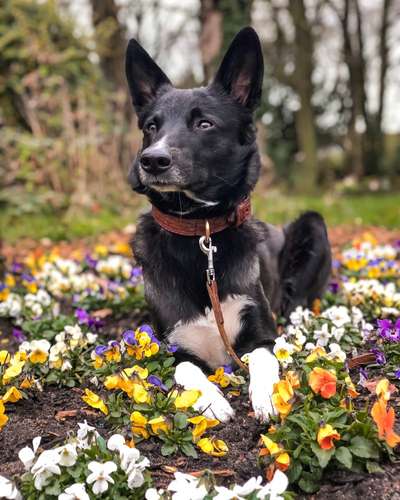 Die Dogorama Monats Challenge "Es grünt und blüht"-Beitrag-Bild