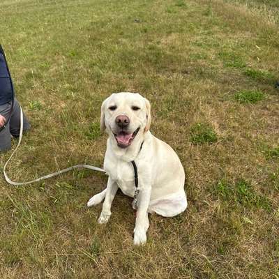 Hundetreffen-Hundefreunde für Buddy gesucht🐾-Bild