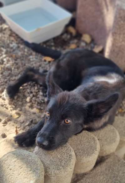 Mischlinge raten - Rätselspaß-Beitrag-Bild