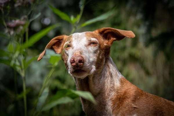 Dogorama Photo Challenge - Hundeblick zum hinschmelzen-Beitrag-Bild