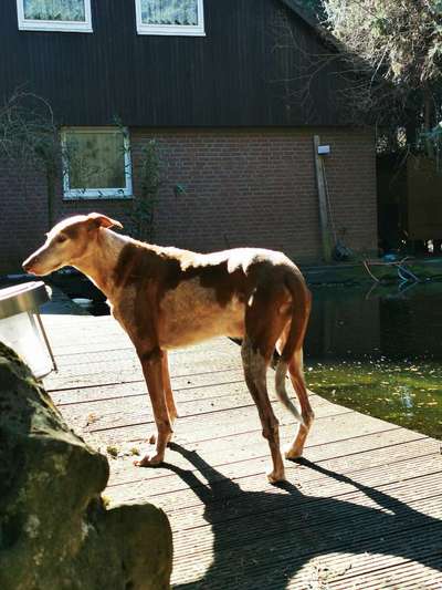 Auslandstierschutz-Beitrag-Bild