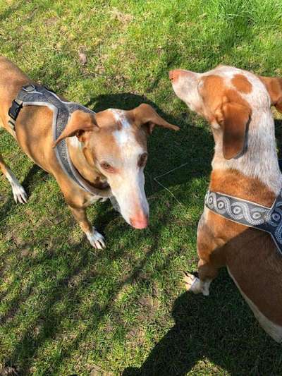 Auslandstierschutz-Beitrag-Bild