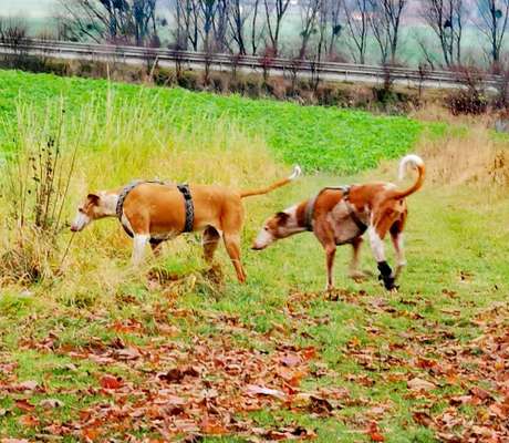 Hund aus dem Spanischen Tierschutz-Beitrag-Bild