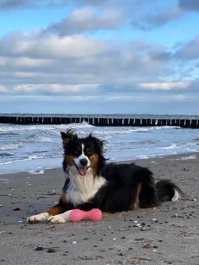 Dogorama-Monats-Challenge-Mai "Wasser"-Beitrag-Bild