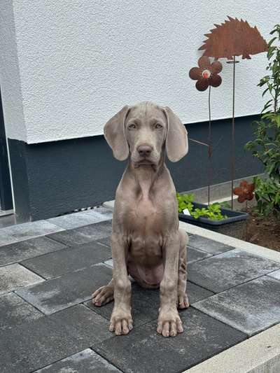 Hundetreffen-Welpentreffen-Bild