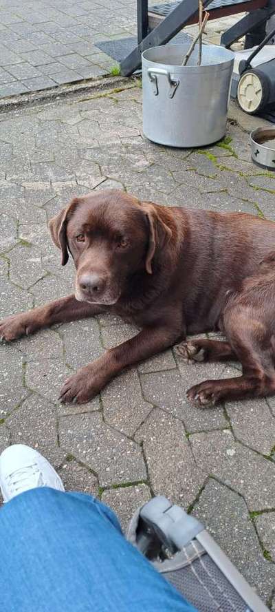 Hundetreffen-Gemütliche Retriever-Bild