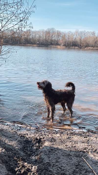 Dogorama-Monats-Challenge-Mai "Wasser"-Beitrag-Bild