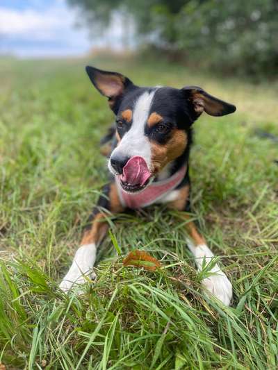 Appenzeller Sennenhunde-Beitrag-Bild
