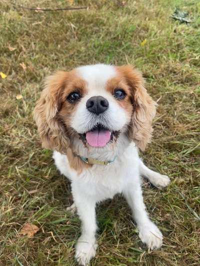 Cavalier King Charles Spaniel?-Beitrag-Bild