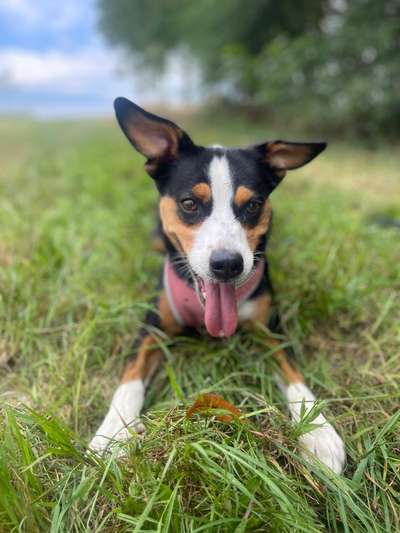 Appenzeller Sennenhunde-Beitrag-Bild