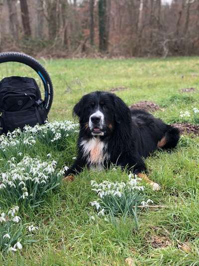 Hundetreffen-Spazieren und Spielen-Bild