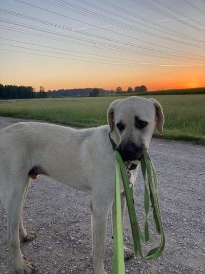 Hundetreffen-Gassi gehen mit Kango-Bild