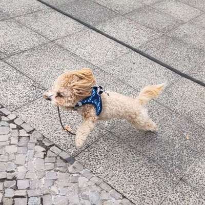 Hundetreffen-Hundefreilauffläche Barnackufer-Bild