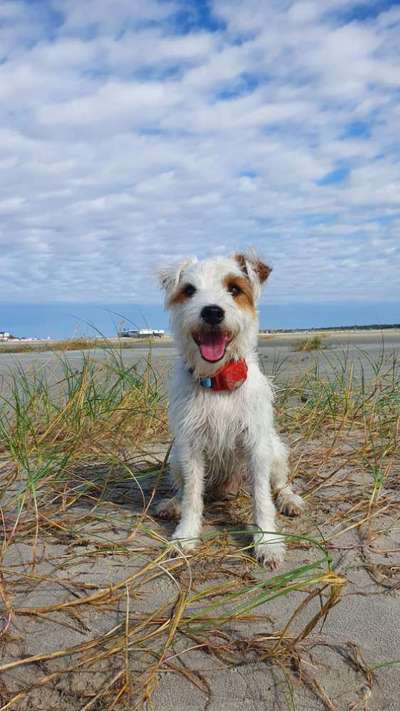 Wo sind die Jack und Parson Russell Terrier?-Beitrag-Bild