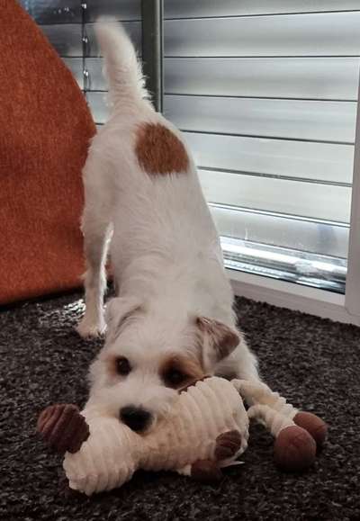 FOTO CHALLENGE 77 - Dein Hund im Spiel-Beitrag-Bild