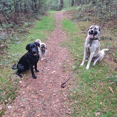 Hundetreffen-Hundefreunde gesucht-Bild