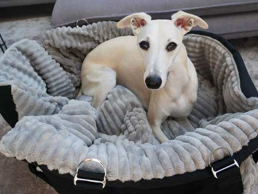 Windhunde - Treffen der besonderen Schönheiten
HERZLICH WILLKOMMEN-Beitrag-Bild